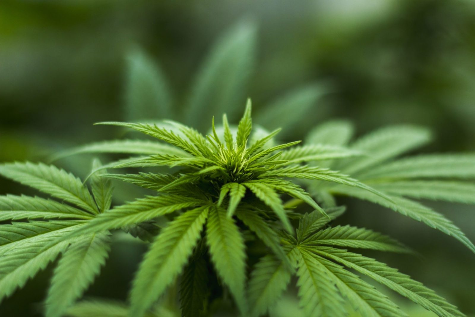 Senate approves plan for final debate of cannabis legalization bill