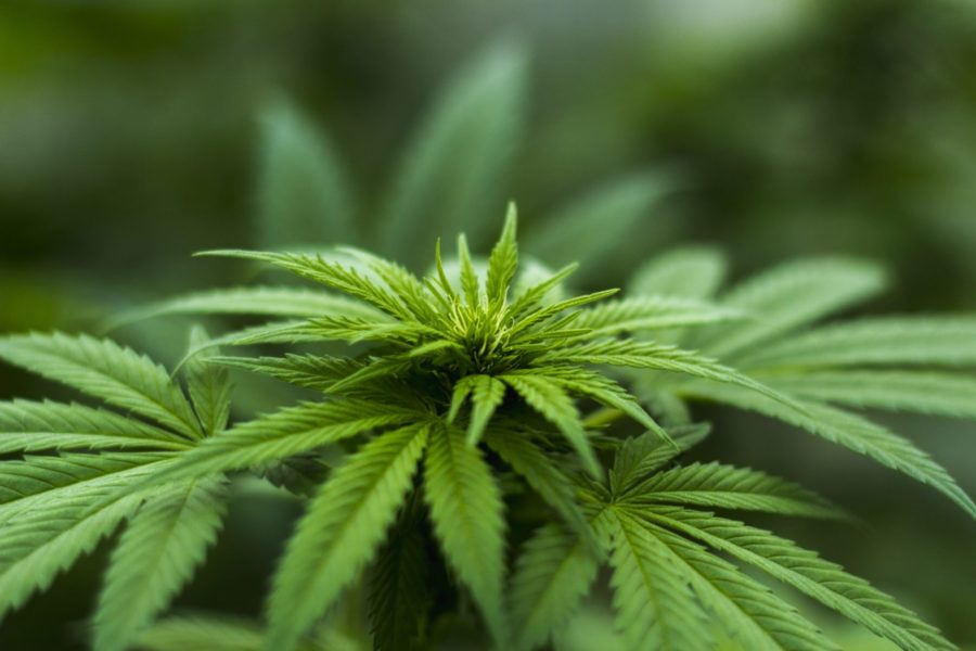 Senate leadership agrees to timetable on cannabis bill