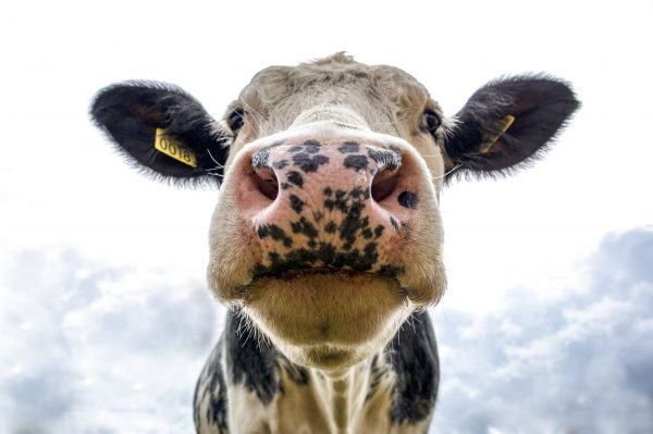 Senate adopts aid bill for dairy sector