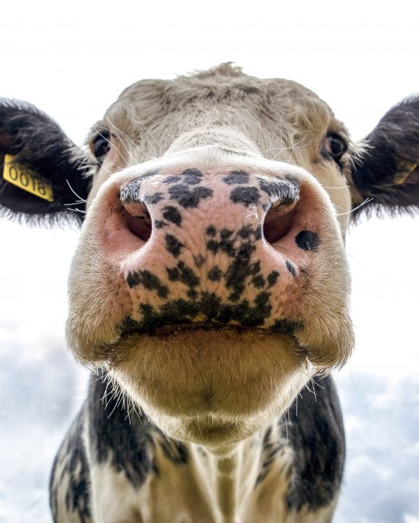 Senate adopts aid bill for dairy sector